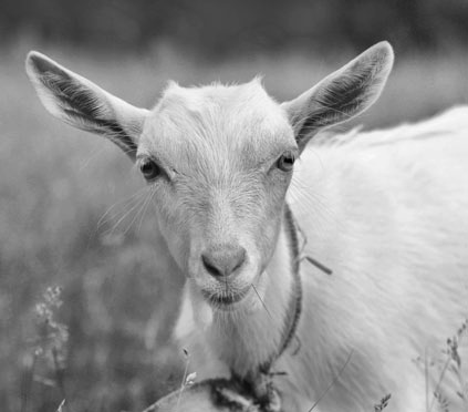 Иллюстрация к книге — Как стать звездой YouTube. ЛюсиЛюкс: Сетевая катастрофа [_097_3.jpg]