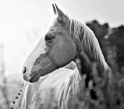 Иллюстрация к книге — Как стать звездой YouTube. ЛюсиЛюкс: Сетевая катастрофа [_097_6.jpg]