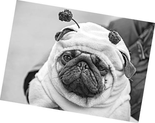 Иллюстрация к книге — Как стать звездой YouTube. ЛюсиЛюкс: Сетевая катастрофа [_189_4.jpg]