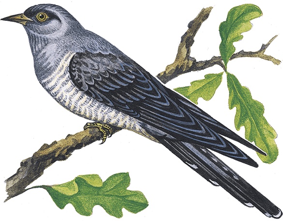 Иллюстрация к книге — Лесной голосок (сборник) [i_003.jpg]