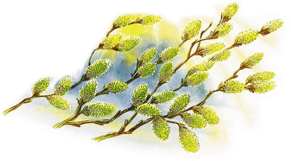 Иллюстрация к книге — Лесной голосок (сборник) [i_008.jpg]