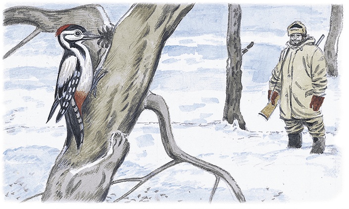 Иллюстрация к книге — Лесной голосок (сборник) [i_018.jpg]