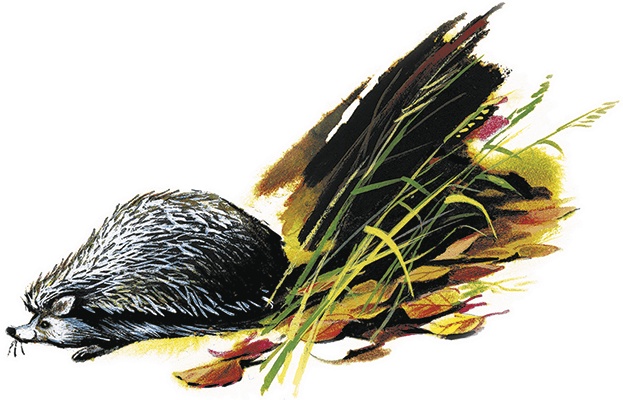 Иллюстрация к книге — Лесной голосок (сборник) [i_021.jpg]