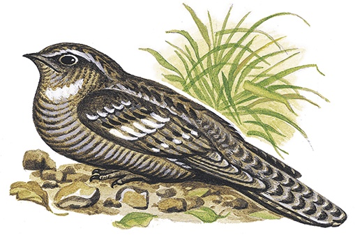 Иллюстрация к книге — Лесной голосок (сборник) [i_031.jpg]