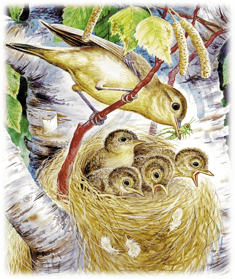 Иллюстрация к книге — Лесной голосок (сборник) [i_038.jpg]