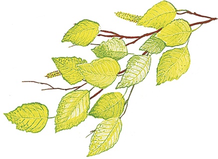 Иллюстрация к книге — Лесной голосок (сборник) [i_040.jpg]