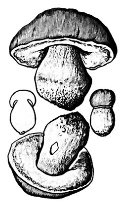 Иллюстрация к книге — Грибы. Собираем, выращиваем, заготавливаем [i_003.jpg]