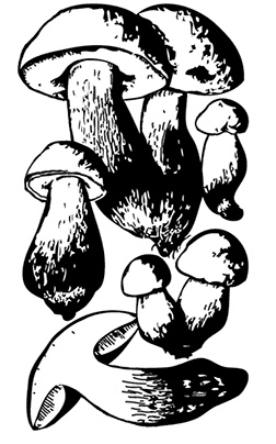 Иллюстрация к книге — Грибы. Собираем, выращиваем, заготавливаем [i_004.jpg]