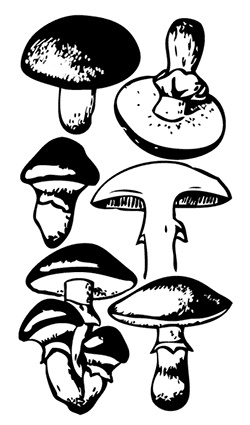 Иллюстрация к книге — Грибы. Собираем, выращиваем, заготавливаем [i_009.jpg]