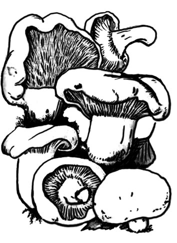 Иллюстрация к книге — Грибы. Собираем, выращиваем, заготавливаем [i_013.jpg]