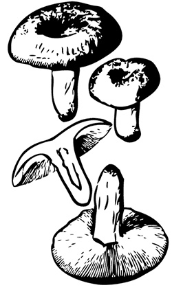 Иллюстрация к книге — Грибы. Собираем, выращиваем, заготавливаем [i_015.jpg]