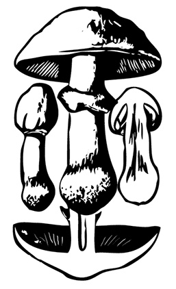 Иллюстрация к книге — Грибы. Собираем, выращиваем, заготавливаем [i_018.jpg]