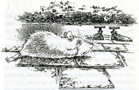 Иллюстрация к книге — Фредди. Жизнь, полная риска [i_011.jpg]