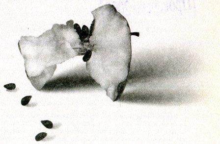 Иллюстрация к книге — Дневник В. Разрыв [i_001.jpg]