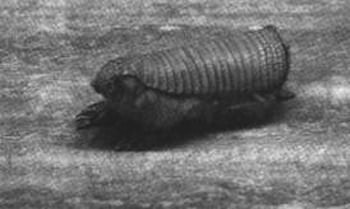 Иллюстрация к книге — Все хорошо! [i_006.jpg]