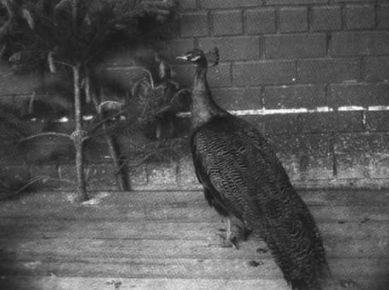 Иллюстрация к книге — Все хорошо! [i_007.jpg]