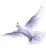 Иллюстрация к книге — Медиум: в поисках жизни [i_005.jpg]