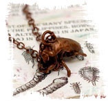 Иллюстрация к книге — Медиум: в поисках жизни [i_032.jpg]