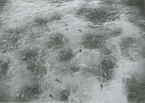 Иллюстрация к книге — Тайны четырех океанов [i_008.jpg]