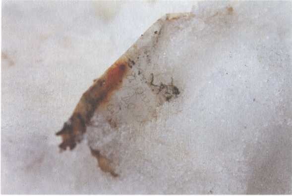 Иллюстрация к книге — Обрученные с Севером. По следам «Двух капитанов» [img_14.jpg]