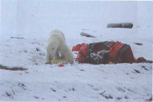 Иллюстрация к книге — Обрученные с Севером. По следам «Двух капитанов» [img_21.jpg]