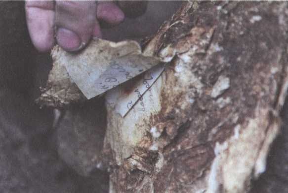 Иллюстрация к книге — Обрученные с Севером. По следам «Двух капитанов» [img_26.jpg]