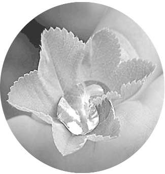 Иллюстрация к книге — Направляющая сила ума [i_022.jpg]