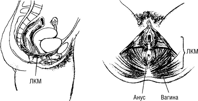 Иллюстрация к книге — #Секреты Королевы. Настольная книга искусной любовницы [i_026.jpg]