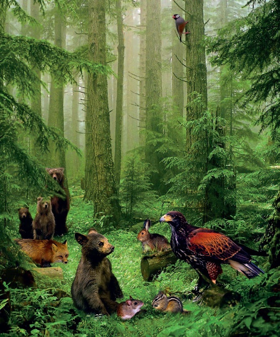 Иллюстрация к книге — Сказки Дальних дорог [_2.jpg]