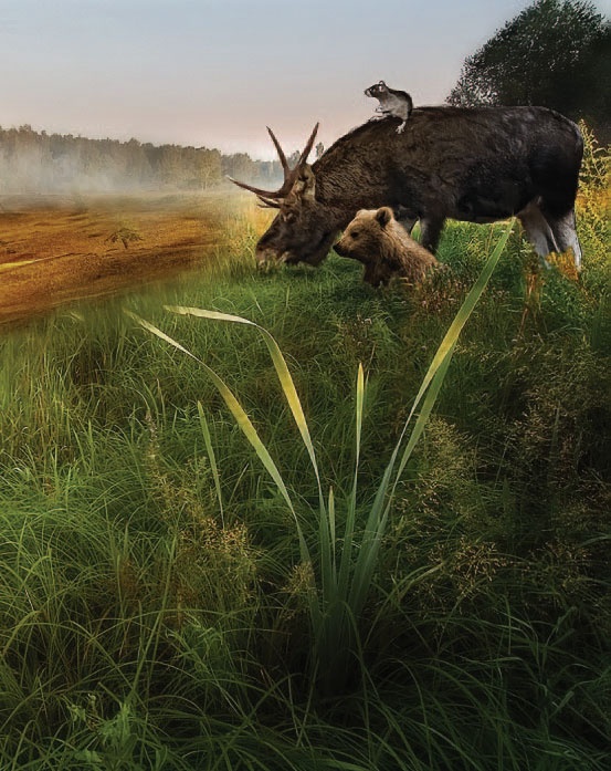 Иллюстрация к книге — Сказки Дальних дорог [_3.jpg]