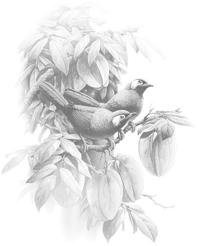 Иллюстрация к книге — Сказки Давних времен [_1.jpg]