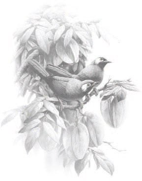 Иллюстрация к книге — Сказки Дальнего леса [_1.jpg]