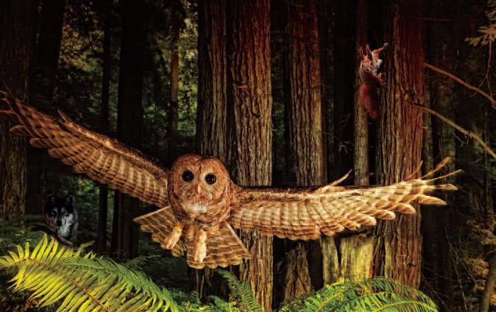 Иллюстрация к книге — Сказки Дальнего леса [_9.jpg]