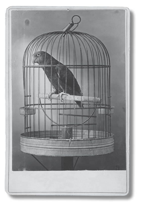 Иллюстрация к книге — Библиотека душ. Нет выхода из дома странных детей [i_042.jpg]