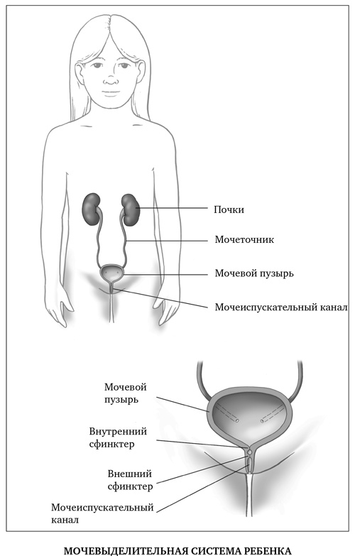 Иллюстрация к книге — Сон ребенка. Решение всех проблем [i_020.jpg]