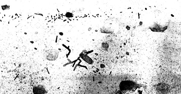 Иллюстрация к книге — Леопард за стеклом [i_016.jpg]