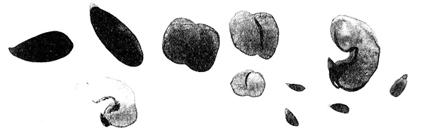 Иллюстрация к книге — Леопард за стеклом [i_025.jpg]