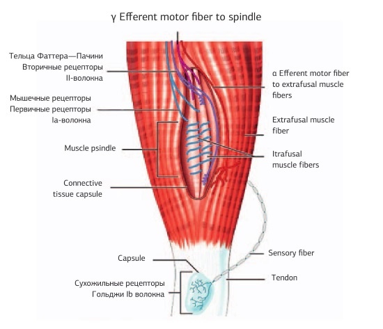 Иллюстрация к книге — Кинезиотейпинг в лечебной практике неврологии и ортопедии [i_029.jpg]