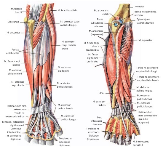 Иллюстрация к книге — Кинезиотейпинг в лечебной практике неврологии и ортопедии [i_059.jpg]