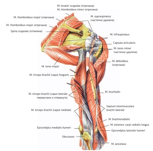Иллюстрация к книге — Кинезиотейпинг в лечебной практике неврологии и ортопедии [i_062.jpg]