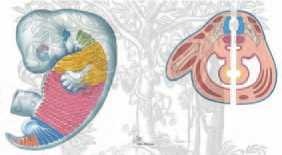 Иллюстрация к книге — Кинезиотейпинг в лечебной практике неврологии и ортопедии [i_246.jpg]