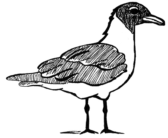 Иллюстрация к книге — Удивительный мир Кэлпурнии Тейт [i_003.jpg]