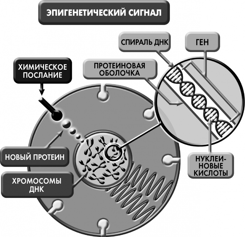 Иллюстрация к книге — Сам себе плацебо: как использовать силу подсознания для здоровья и процветания [i_010.jpg]