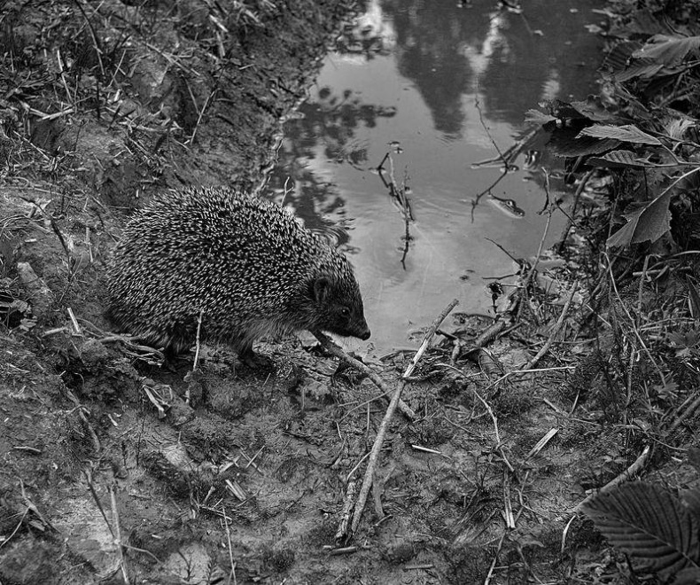 Иллюстрация к книге — Вокруг света [i_022.jpg]