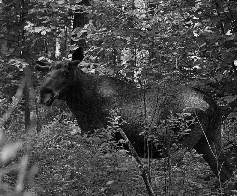 Иллюстрация к книге — Вокруг света [i_033.jpg]