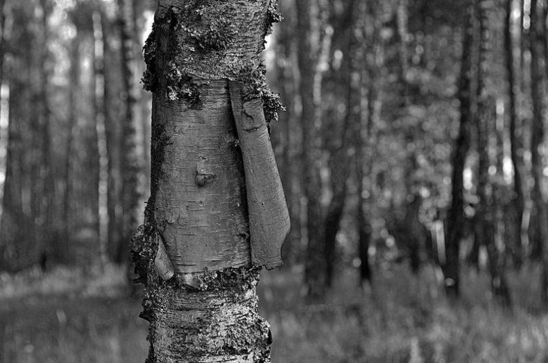 Иллюстрация к книге — Вокруг света [i_037.jpg]