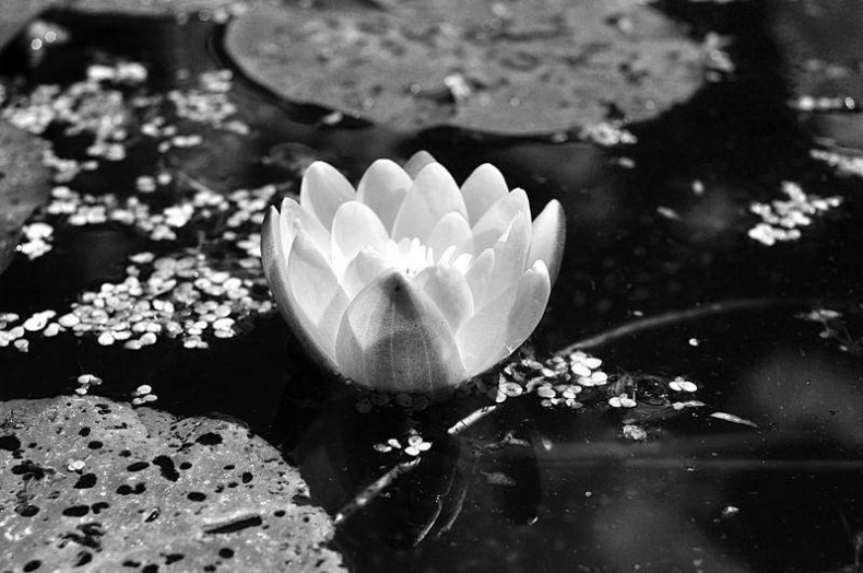 Иллюстрация к книге — Вокруг света [i_040.jpg]