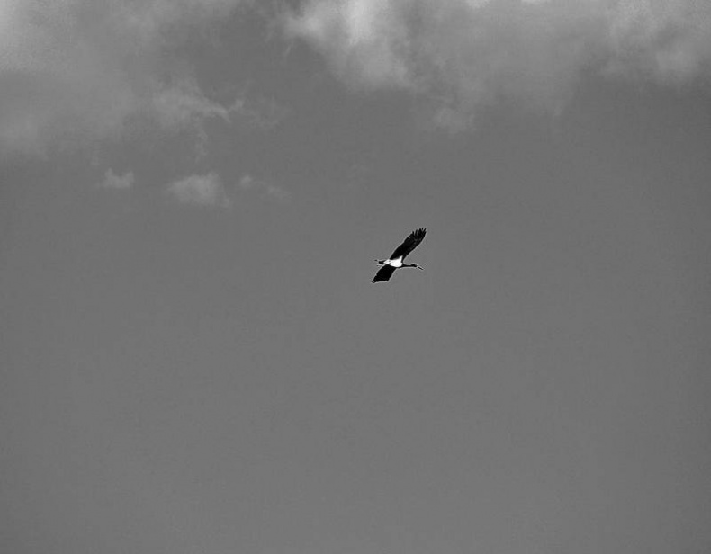 Иллюстрация к книге — Вокруг света [i_047.jpg]