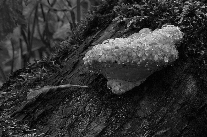 Иллюстрация к книге — Вокруг света [i_122.jpg]