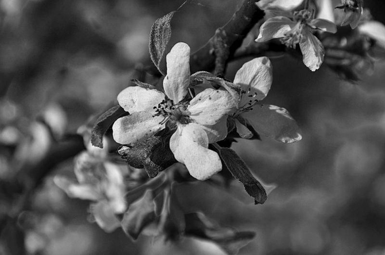 Иллюстрация к книге — Вокруг света [i_125.jpg]